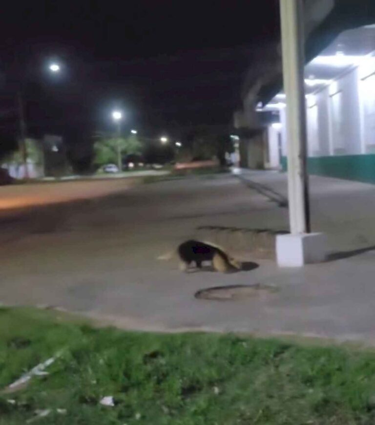 un-oso-melero-se-pasea-por-las-calles-de-monte-caseros