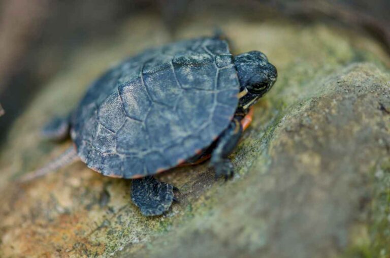 cuantos-anos-puede-vivir-una-tortuga-pequena,-segun-expertos