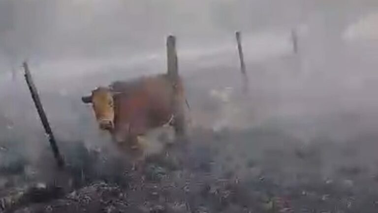 Incendio mató gran cantidad de animales: desgarradoras imágenes