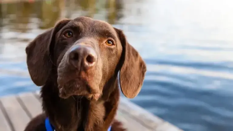 Los perros ven en blanco y negro? La ciencia aclara cómo perciben los colores