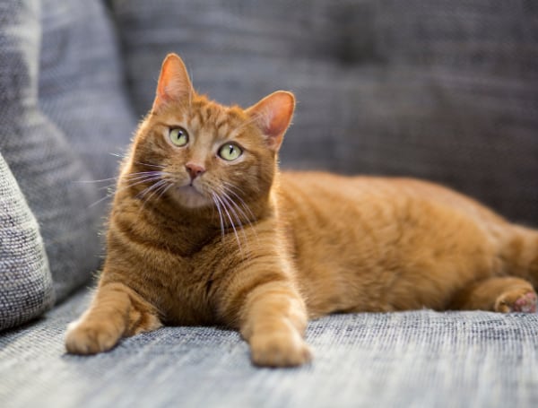 Cuánto tiempo se puede dejar solo un gato en la casa