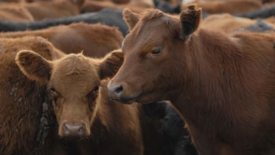 El gobierno eliminó el peso mínimo de faena bovina