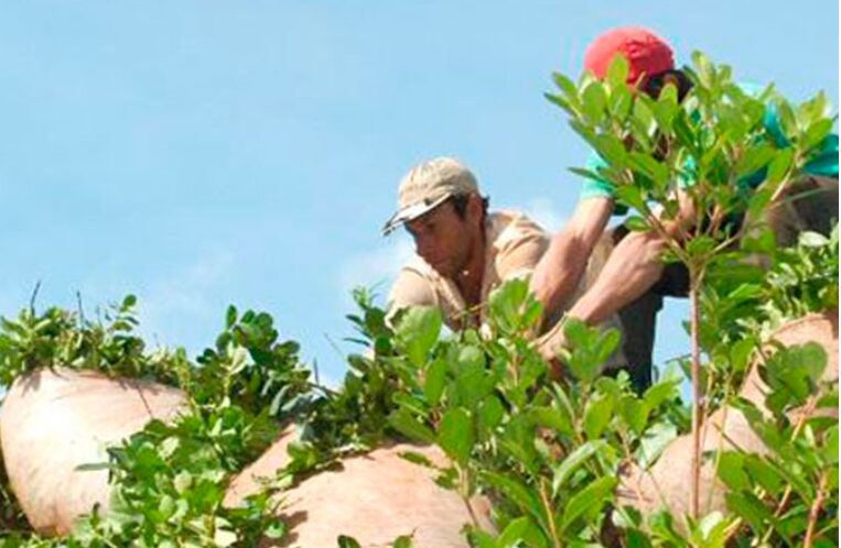 Corrientes se mete en debate por la regulación de la yerba mate