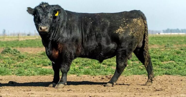 «Lo voy a capar»: la insólita pelea que terminó con un toro castrado a cuchillo en medio del campo