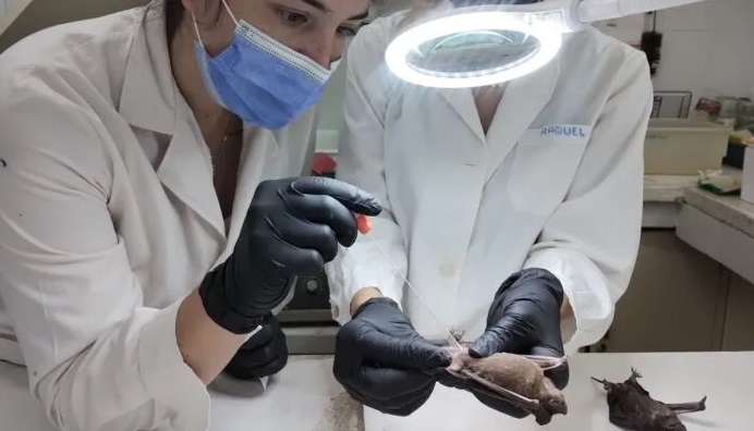 LA UNNE logra detectar coronavirus en un murciélago