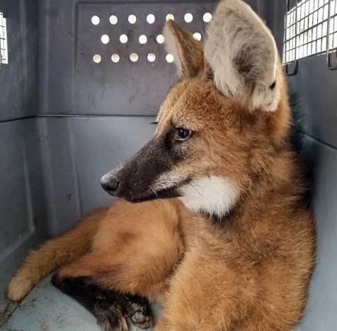Liberaron el aguará guazú que apareció en la playa Malvinas