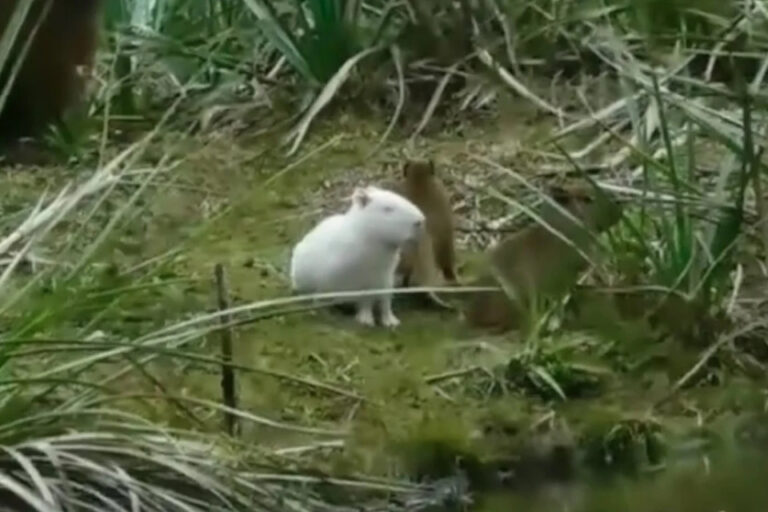 Hallaron un carpincho albino en Uruguay