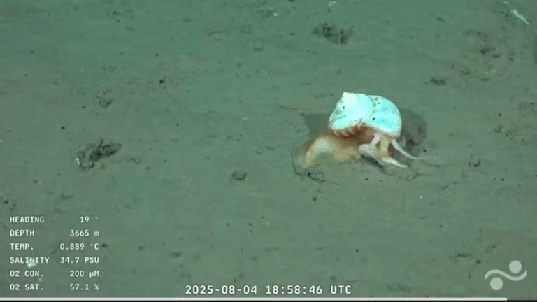 Expedición del Conicet: encontraron en el fondo del mar a «Gary», el caracol mascota de Bob Esponja