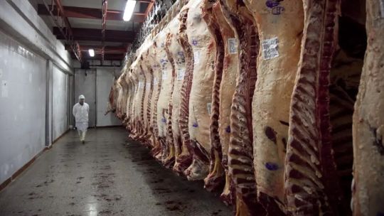 La baja de precios de la carne en la Patagonia es dispar y aún no llegó al productor