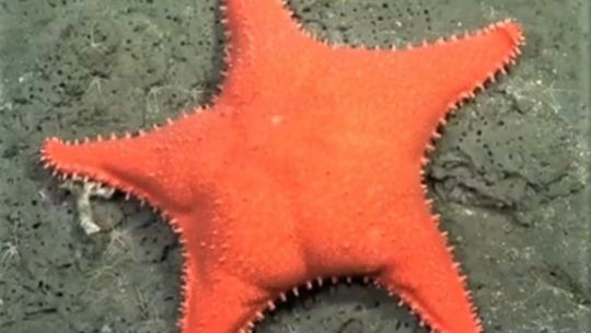 El armado de listas en Córdoba: todos con la peluca en la cabeza