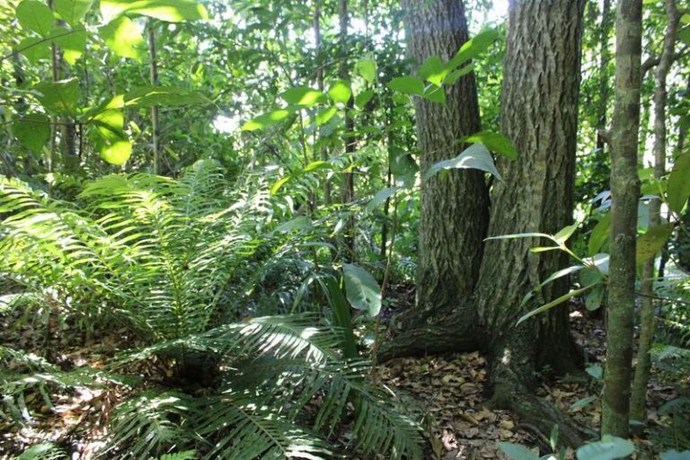 Apuntalan la restauración de bosques nativos en la región para cuidar la vida