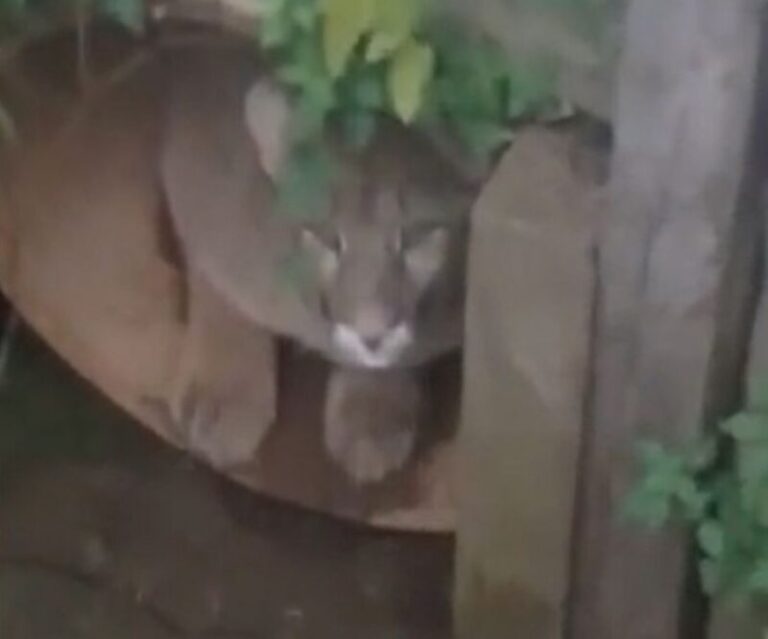 Avistaron a un puma suelto por las calles de Goya