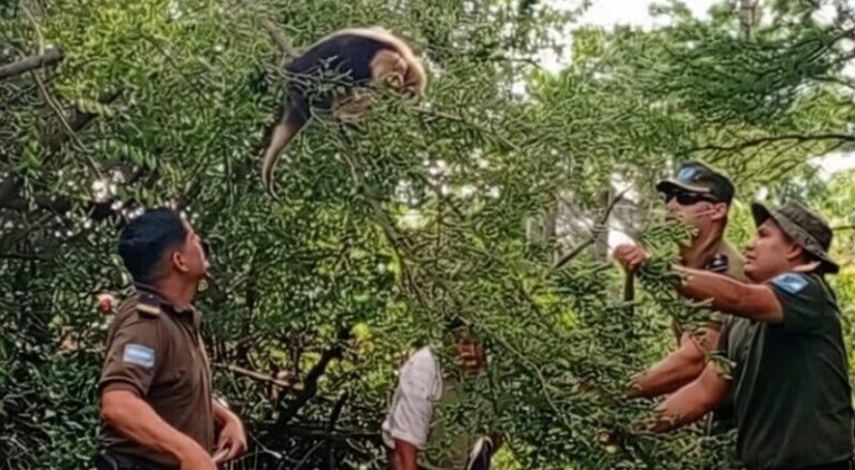 Rescataron a un oso melero de unos perros