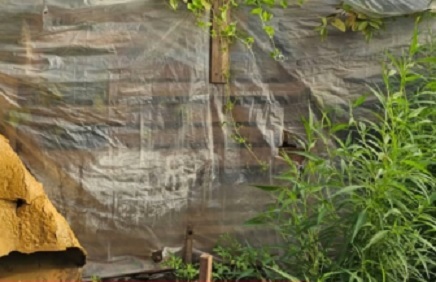 Buscaban celulares robados y hallaron vivero de marihuana