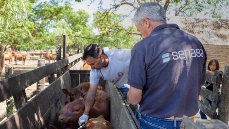 Sanidad ganadera: Corrientes ya tiene fecha para la vacunación 2026