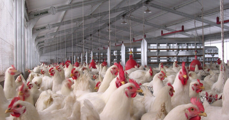 Avanza la influenza aviar en el país: ahora detectaron un caso en una granja de gallinas ponedoras en Córdoba