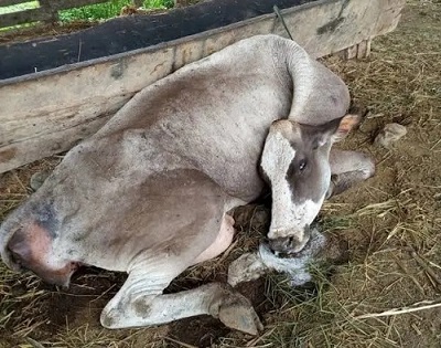 Rabia bovina: Los humanos no deben tocar a los animales infectados