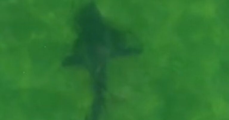 Sorpresa en Río Negro: más de 100 tiburones bacota fueron filmados cruzando la Bahía de San Antonio