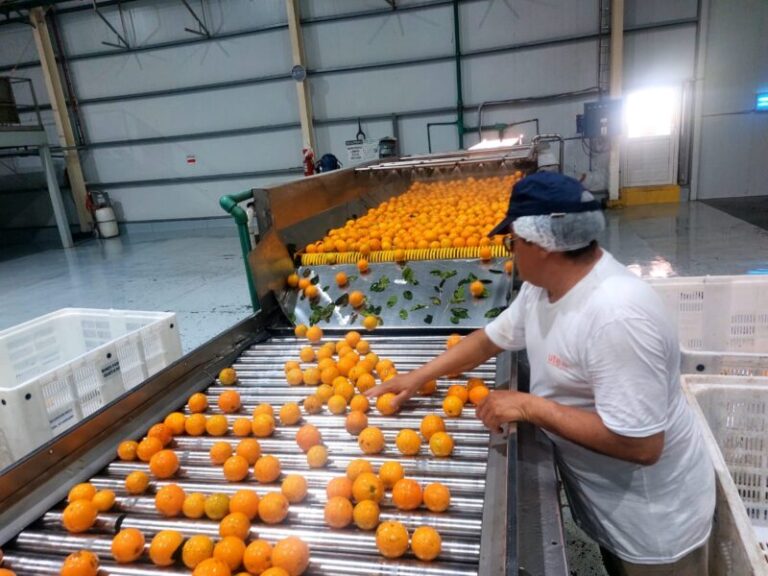 Corrientes impulsa la apertura del mercado de EE.UU. para los cítricos dulces del NEA