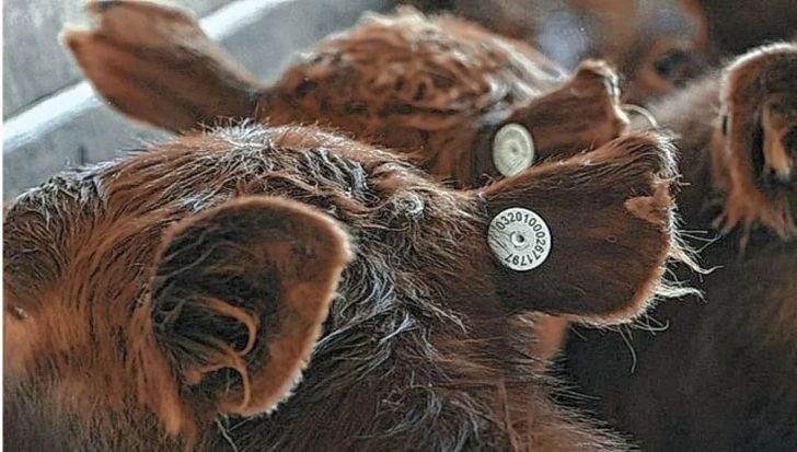 Eliminan la exigencia a productores de habilitaciones municipales previas a trámites en  Senasa