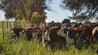 Ganado en campo de la provincia de Corrientes, representando el sector agropecuario local.