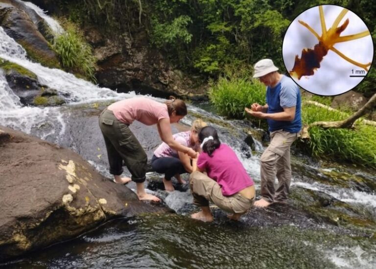 Investigadores de la UNNE recolectando muestras de plantas acuáticas en un arroyo de Misiones