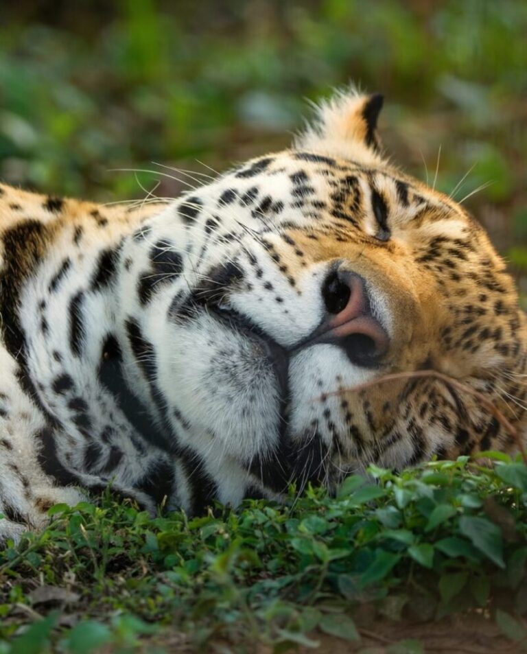 Yaguareté caminando en los esteros del Iberá, Corrientes.