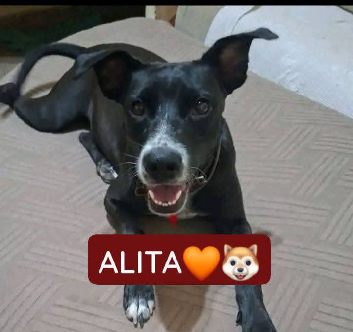 Audiencia de imputación por maltrato a la perra Alita en Corrientes