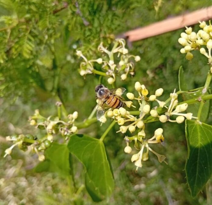Investigadora de la UNNE colocando trampas de colores para insectos en un ambiente natural de Corrientes