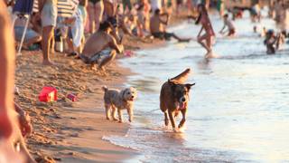 Gráfico o ilustración representando datos de lluvia y temperatura en la ciudad de Corrientes durante el mes de marzo.