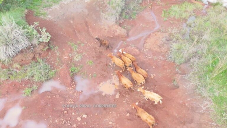 Operativo de recuperación de hacienda robada en Ituzaingó con uso de drones