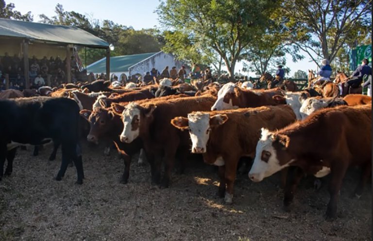Remate Ganadero en la Sociedad Rural de Goya con ganado vacuno en corrales