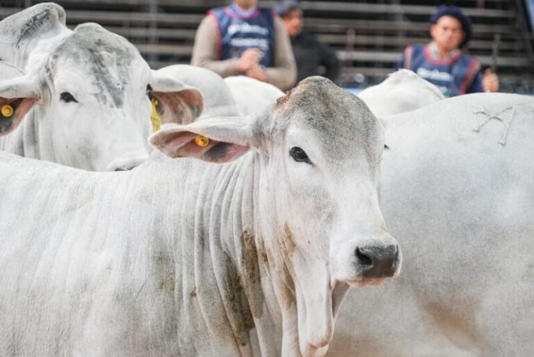 Exposición ganadera Las Nacionales en la Sociedad Rural de Corrientes