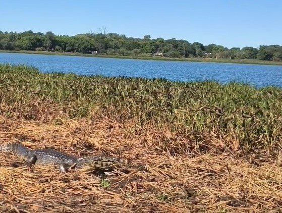 Ejemplar de yacaré negro siendo liberado en un humedal de Corrientes