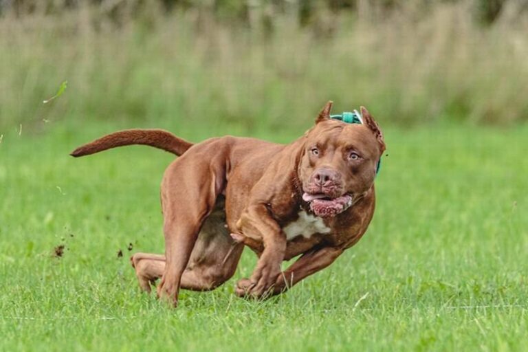 Perro de raza pitbull en la vía pública