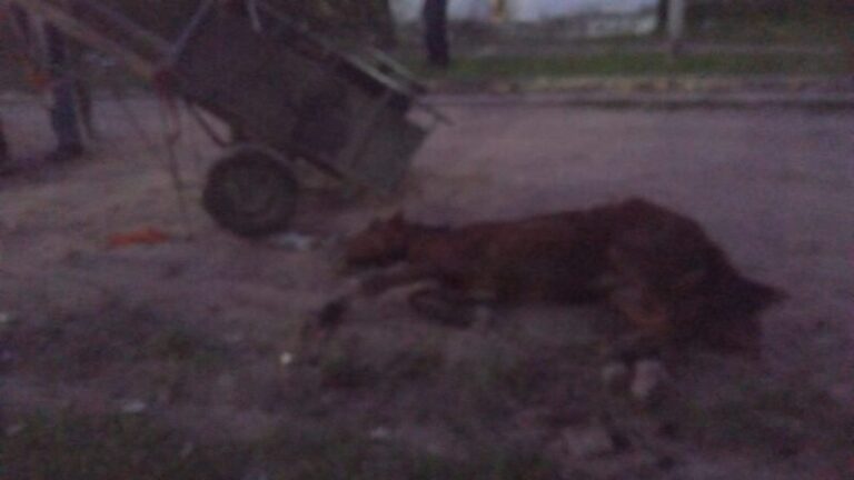 Caballo caído en la vía pública en el barrio San Jorge de Corrientes