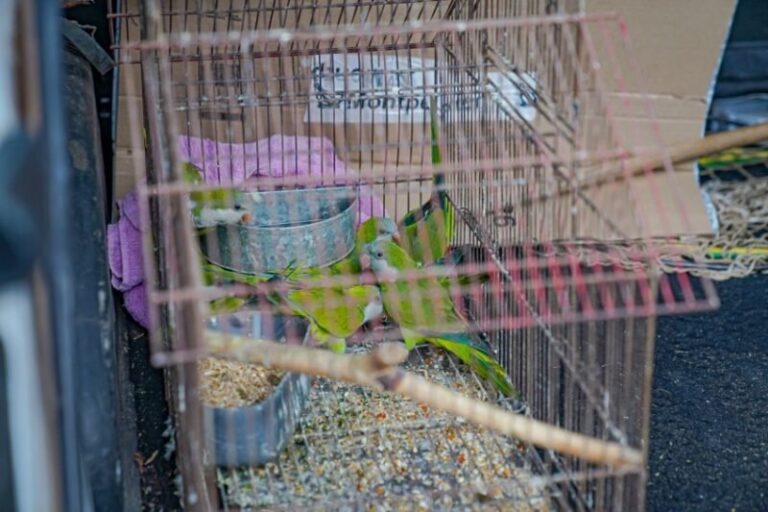 Cotorras rescatadas en jaulas durante operativo municipal en Corrientes