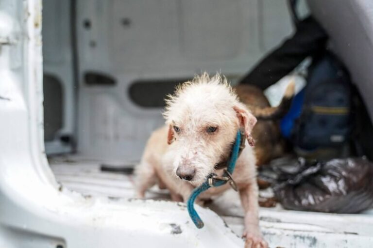 Dos perros rescatados por la Municipalidad de Corrientes en el barrio Primera Junta