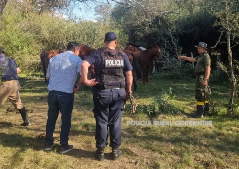 Caballos recuperados por la Policía Rural en Sauce, Corrientes