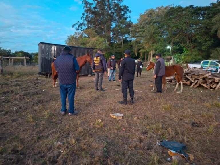 Caballos rescatados en operativo policial en San Luis del Palmar