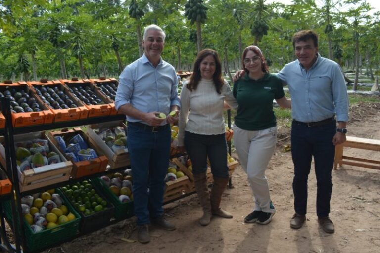 Plantación de café arábica en establecimiento Corpag SRL, Empedrado, Corrientes