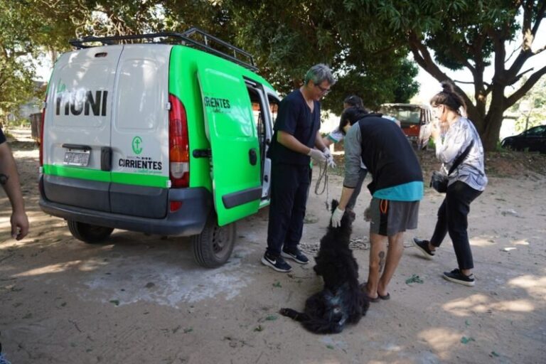 Perro rescatado por la Municipalidad de Corrientes en el barrio 17 de Agosto
