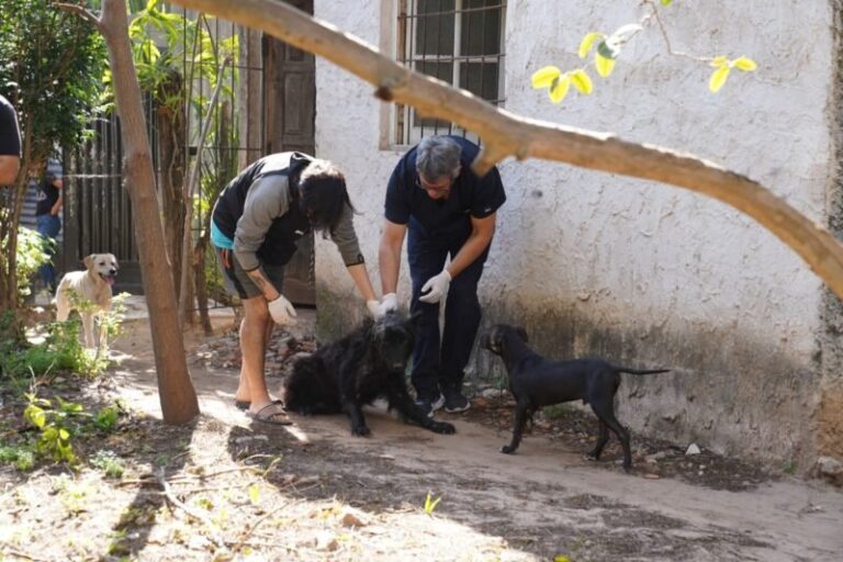 Perro rescatado por la Municipalidad de Corrientes en el barrio 17 de Agosto