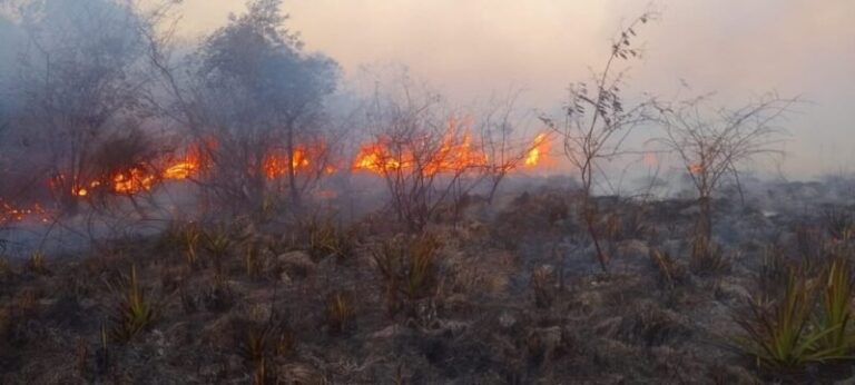 Bomberos combaten incendio rural en Santo Tomé