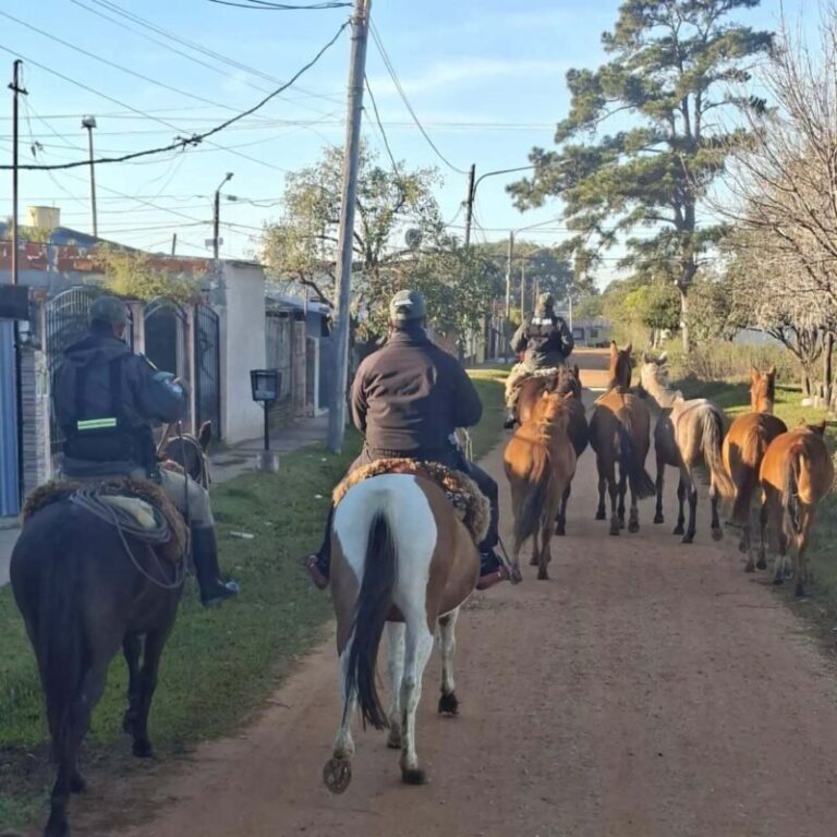 Caballos sueltos en la vía pública de Paso de los Libres durante operativo de retiro