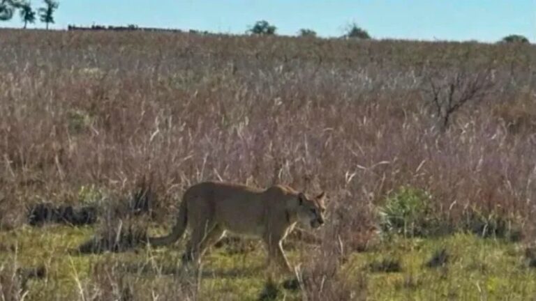 Puma en zona rural de Monte Caseros
