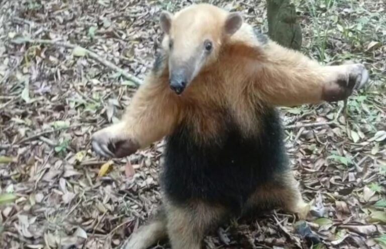 Oso melero rescatado en un árbol de la Terminal de Saladas