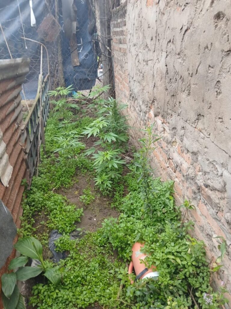 Plantas de marihuana secuestradas en allanamiento en Empedrado