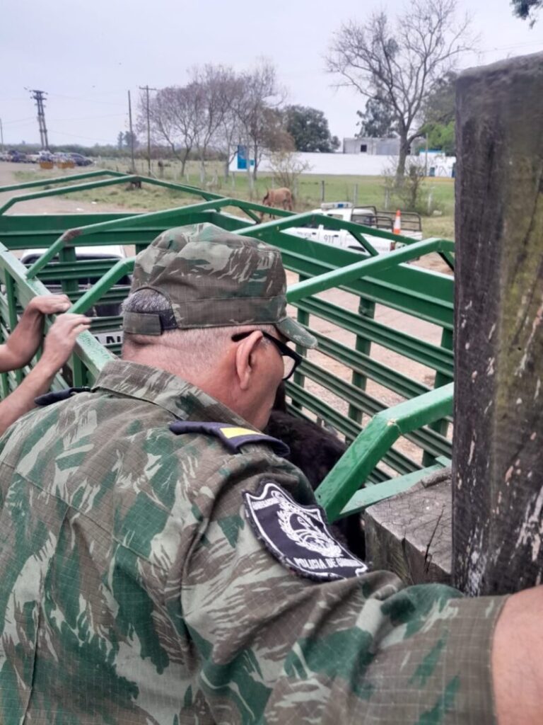 Camión jaula transportando terneros en un control policial en Curuzú Cuatiá