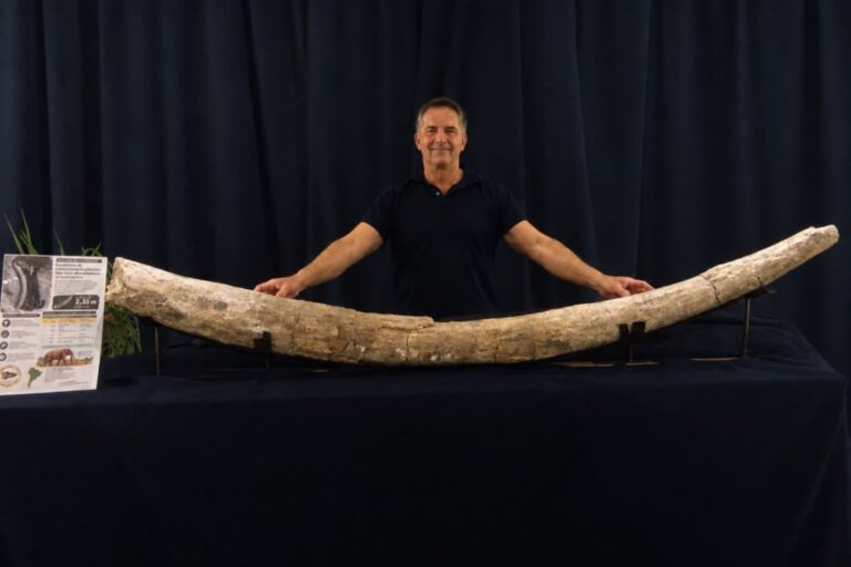 Colmillo de mastodonte de 2,34 metros hallado en San Pedro